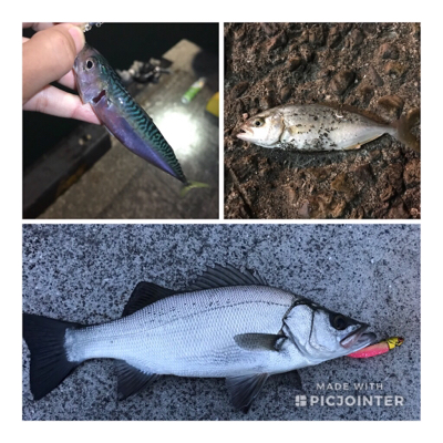 ヒラスズキゲット！