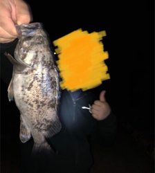 ロックフィッシュ椿港