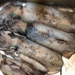 FP志摩 船エギング