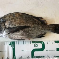 福井地磯フカセ夜釣り