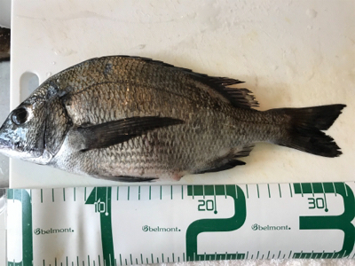 福井地磯フカセ夜釣り