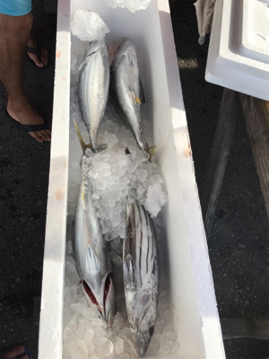 沖縄 パヤオ ジギング