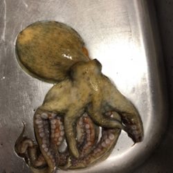 今シーズン初タコ釣り