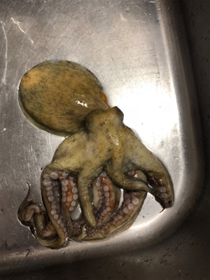 今シーズン初タコ釣り