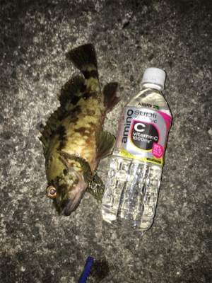 いつでも遊んでくれるガシラ