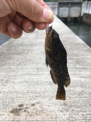 チビガシラ祭り