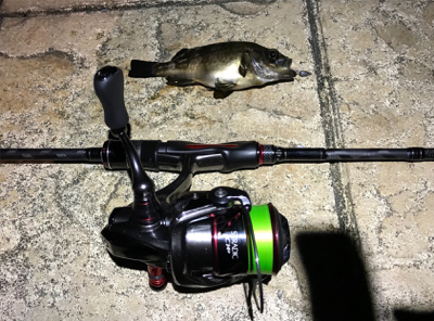 タチウオ釣れず…