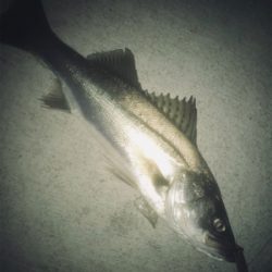 ドブ川シーバス！