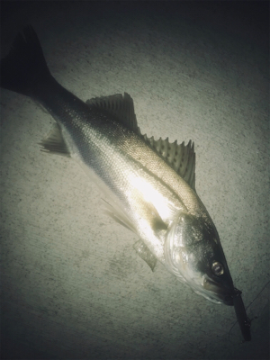 ドブ川シーバス！