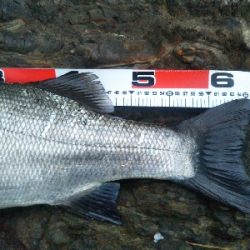 地磯でヒラスズキ