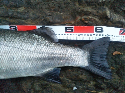 地磯でヒラスズキ