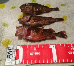 ガシラ アイナメ 五目釣り