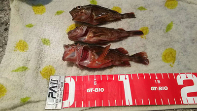 ガシラ アイナメ 五目釣り