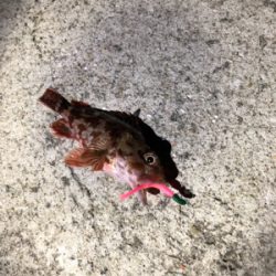 大ギス釣れやん