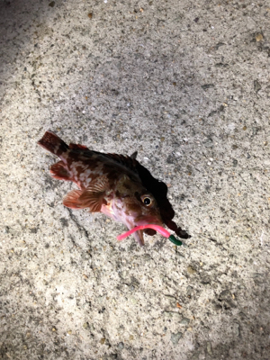 大ギス釣れやん