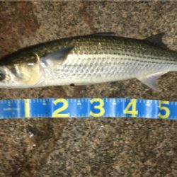 淀川ブリームゲーム ランカーの○○