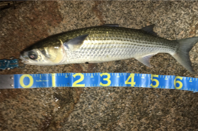 淀川ブリームゲーム ランカーの○○