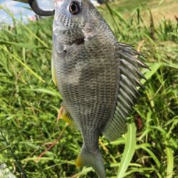 ベイトチニング