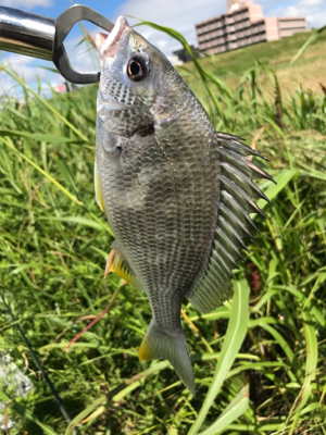 ベイトチニング