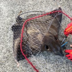 ショアジギング