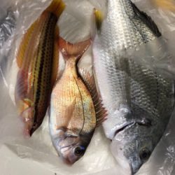 キス釣りのはずが…