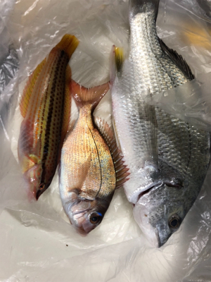 キス釣りのはずが…