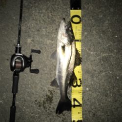 ドブ川シーバス