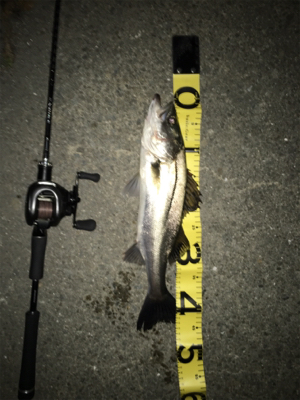 ドブ川シーバス