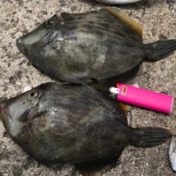 カワハギねらい