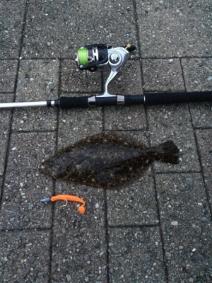 ヒラメ釣れました