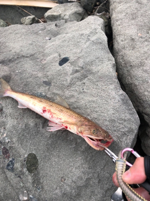 エソエソエソエソ