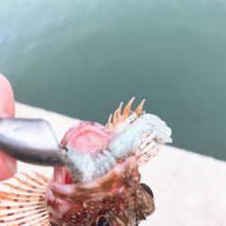 テキサスリグチャレンジ