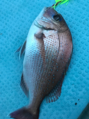 タイラバ〜シーバス