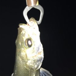 バチパターンでチーバス