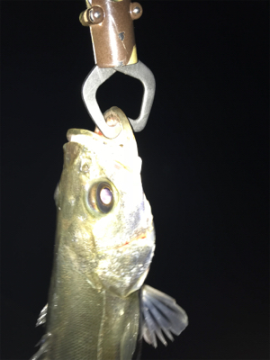 バチパターンでチーバス