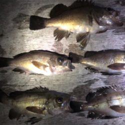 メバル活性高し