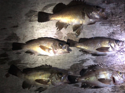 メバル活性高し