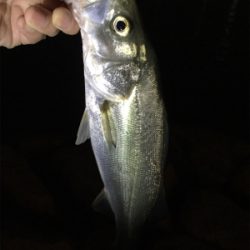 奇跡の淀川五目