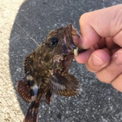 大阪湾ダブルヘッダー①