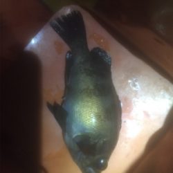 メバちゃん夏バテ？