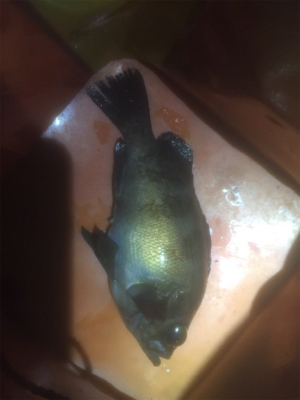 メバちゃん夏バテ？