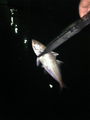 久しぶりにプチ遠征？