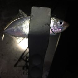 ナイトアジ&メバル