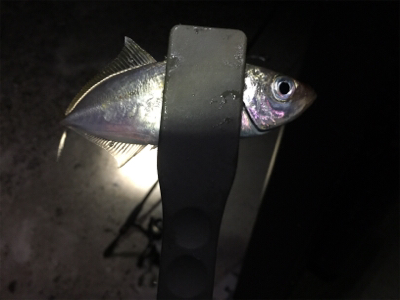 ナイトアジ&メバル