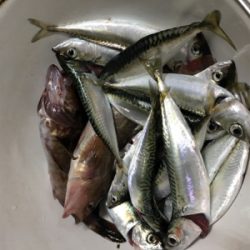 大阪湾ダブルヘッダー②