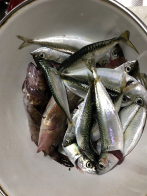 大阪湾ダブルヘッダー②