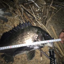 キビレ・真チヌ・チーバス・ボラ