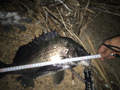 キビレ・真チヌ・チーバス・ボラ