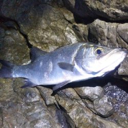 地磯でヒラスズキ