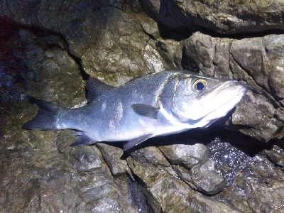 地磯でヒラスズキ